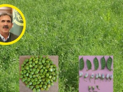 معرفی ۶ رقم جدید علوفه در دیم‌زارها