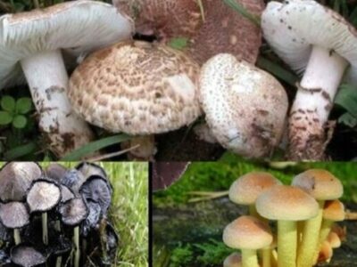 خطر مرگ در کمین مصرف‌کنندگان قارچ‌های خود رو