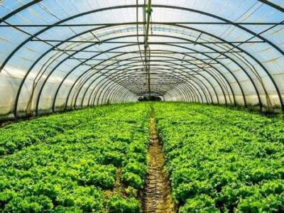 تولیدات گلخانه‌ای منطقه آزاد ارس از مرز ۳۰۷ هزار اصله گذشت