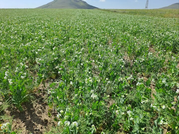 آذربایجان شرقی سالانه بیش از یک میلیون و ۱۰۰ هزار تن محصول علوفهای تولید میکند