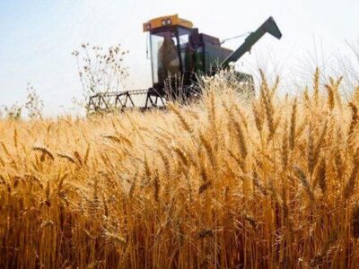 احتمال افزایش ۵۰ درصدی تولید گندم در آذربایجان‌شرقی