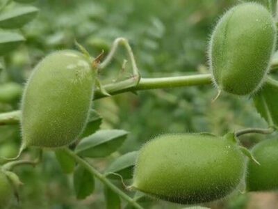 شتاب در توسعه کشت نخود دیم؛ ۳۵ هزار هکتار اراضی آذربایجان‌شرقی زیر کشت می‌رود