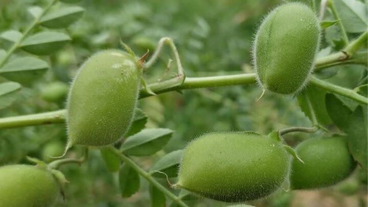 شتاب در توسعه کشت نخود دیم؛ ۳۵ هزار هکتار اراضی آذربایجانشرقی زیر کشت میرود