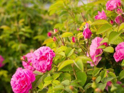 تولید بیش از ۴۰۰۰ تن گل محمدی در آذربایجان شرقی