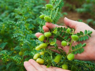کشت ۳۵۰۰ هکتار نخود در شهرستان ویژه میانه