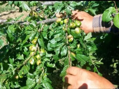 جهاد کشاورزی برای جبران خسارات تگرگ‌زدگی باغات شبستر کنار باغداران است