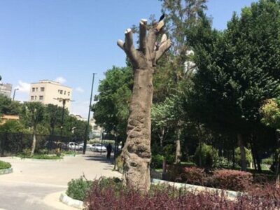 شناسایی گونه‌های بومی باغ گلستان؛گامی برای توسعه فضای سبز پایدار تبریز