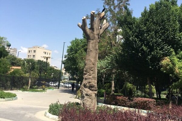 شناسایی گونههای بومی باغ گلستان؛گامی برای توسعه فضای سبز پایدار تبریز