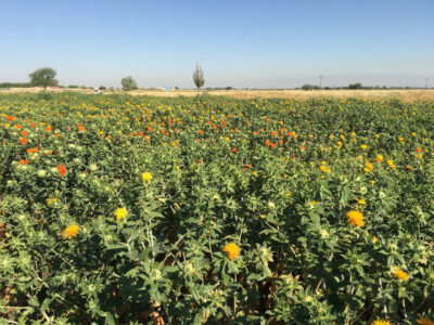پژوهشگران آذربایجان شرقی دو رقم جدید برای توسعه کشت گیاهان روغنی را معرفی کردند