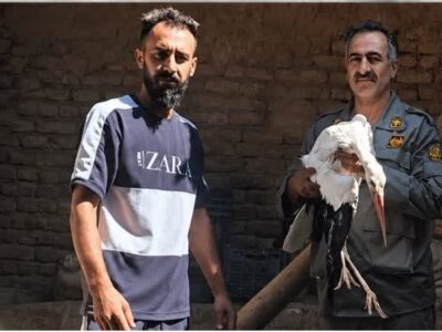 امداد رسانی به لک لک آسیب دیده در روستای سهلان تبریز