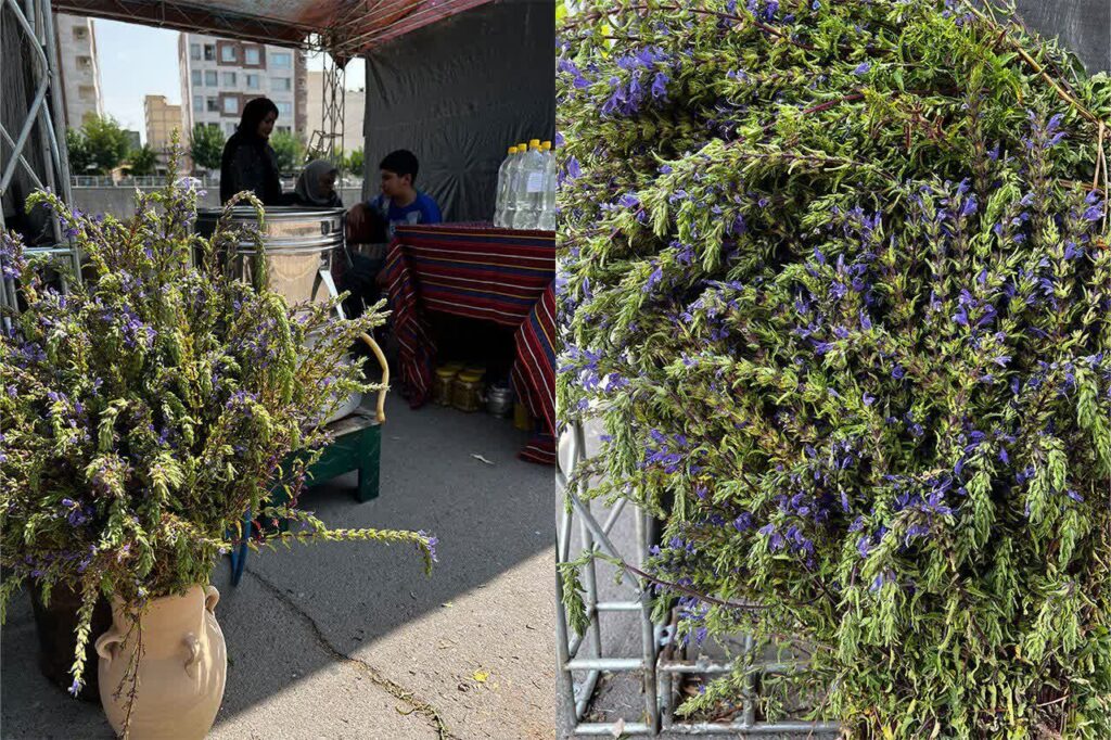 «بادرشبی» محصول خوش‌عطرِ سهند 