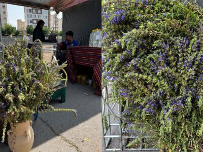 «بادرشبی» محصول خوش‌عطرِ سهند 