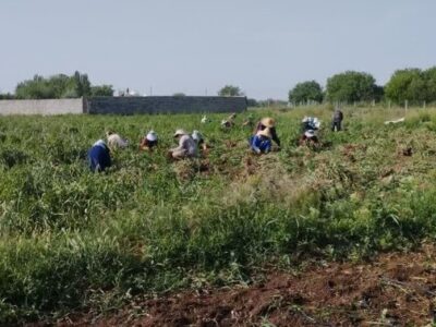 برداشت ۱۸ هزار تن سیر از مزارع آذرشهر