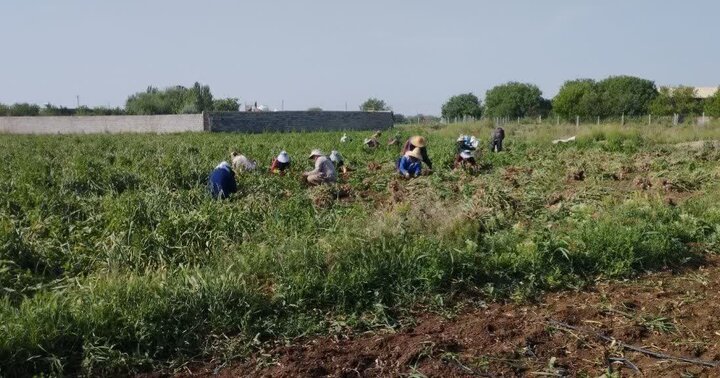 برداشت ۱۸ هزار تن سیر از مزارع آذرشهر