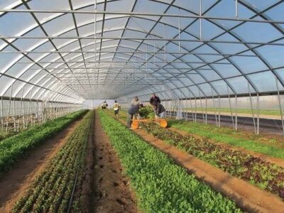 هدف‌گذاری برای توسعه ۴۰۰ هکتاری گلخانه‌های مدرن در آذربایجان شرقی