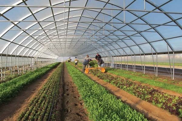 هدفگذاری برای توسعه ۴۰۰ هکتاری گلخانههای مدرن در آذربایجان شرقی