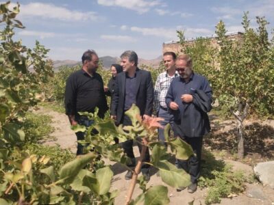 سطح زیرکشت پسته در آذربایجان‌شرقی به ۳۸۰۸ هکتار رسید