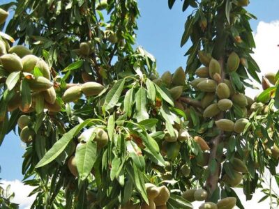 پیش‌بینی برداشت ۱۴ هزار تن بادام در آذربایجان شرقی